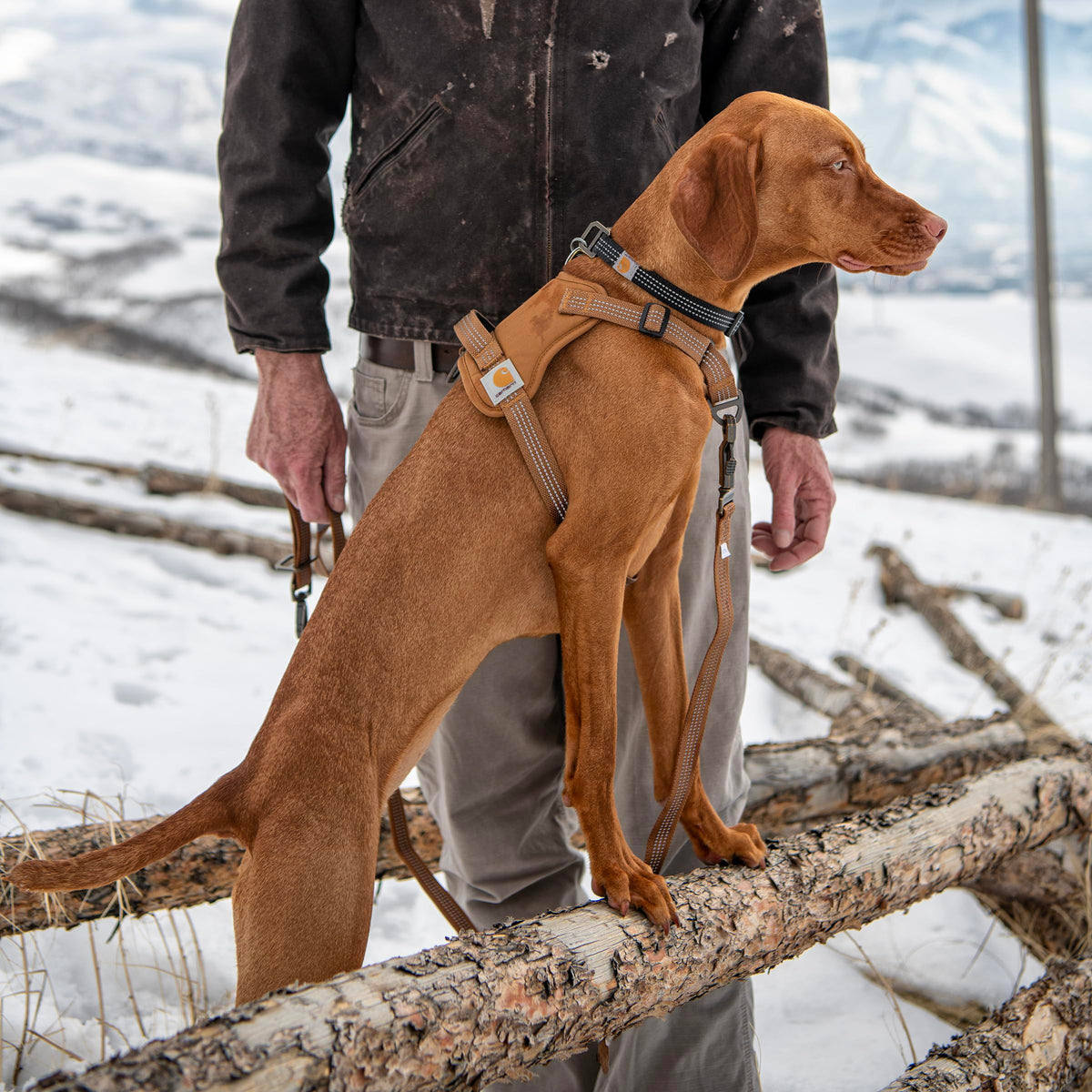Carhartt Nylon Duck No Pull Dog Harness, Fully Adjustable Dog Harness with Quick Control Handle and Reflective Accents, Carhartt Brown, X-Large