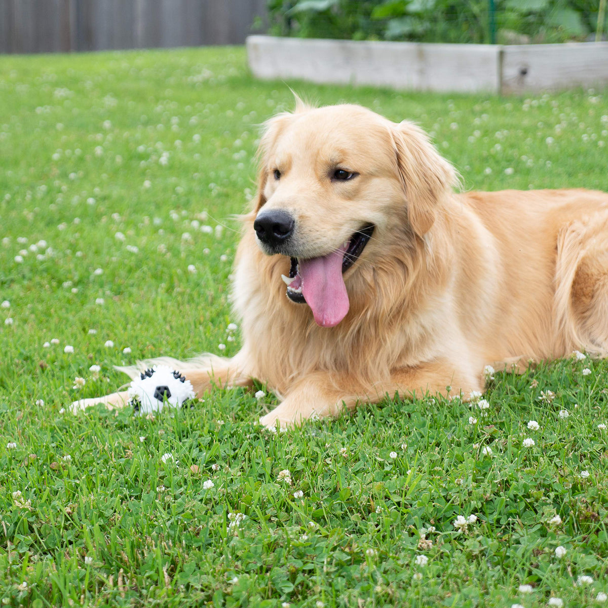 Gnawsome 3.5” Squeaker Soccer Ball Dog Toy - Medium, Promotes Dental and Gum Health for Your Pet, Colors Will Vary, All Breed Sizes